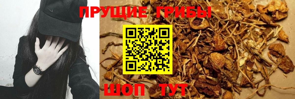 Галлюциногенные грибы Cubensis  Вход с VPN  Елабуга  Псилоцибиновые грибы Psilocybine cubensis 